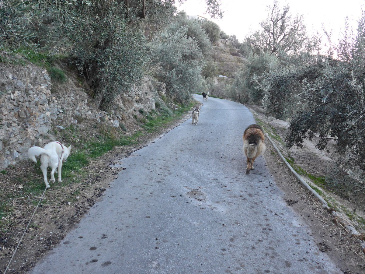 Past the barky Labradors