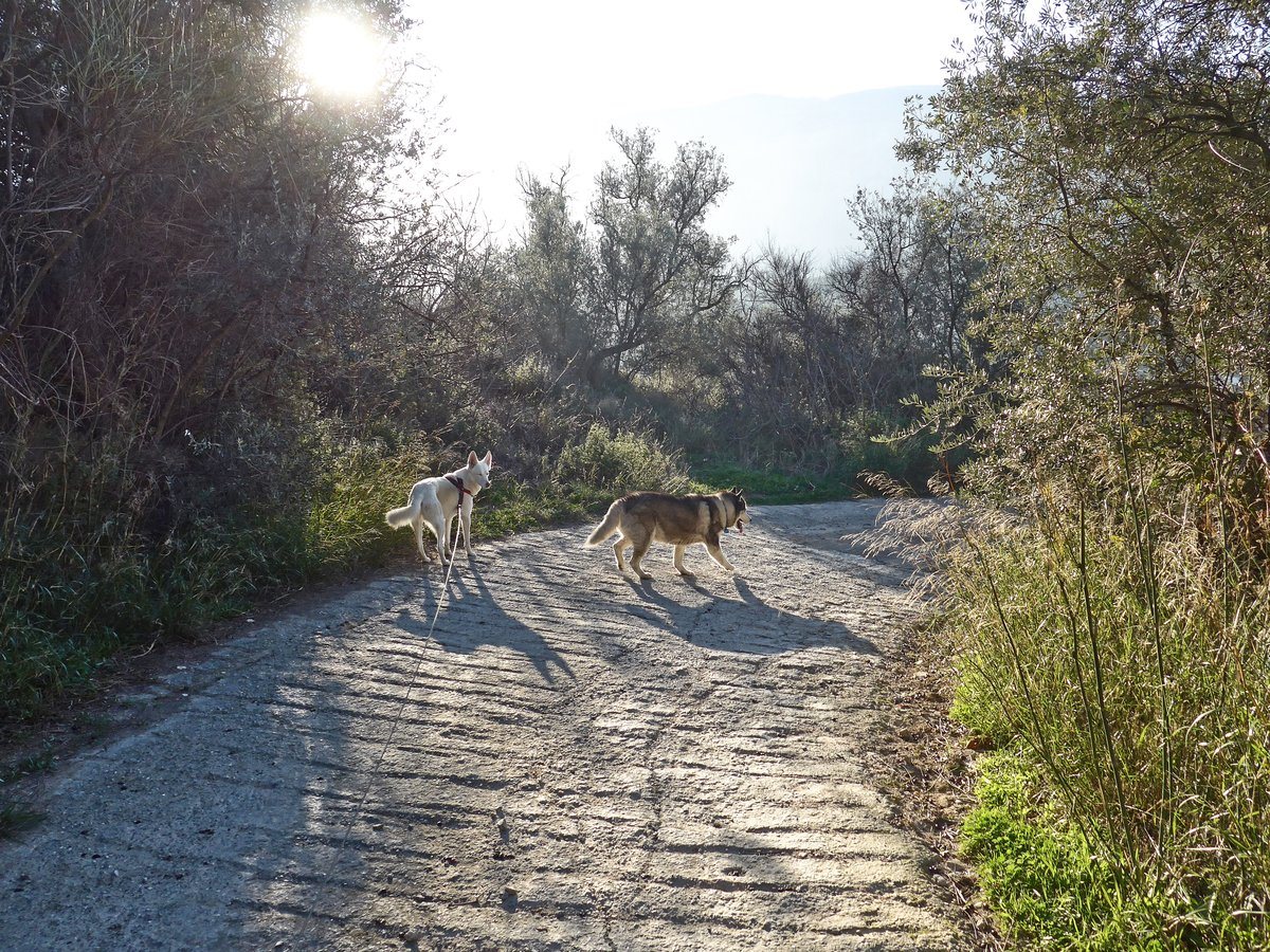Past some more barky dogs and into the sun