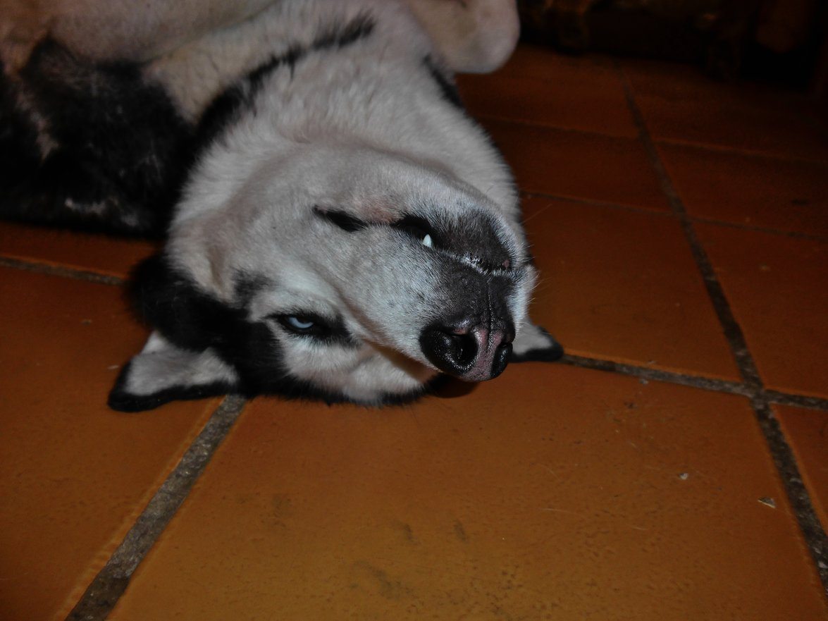 One of Arko's favourite sleeping positions