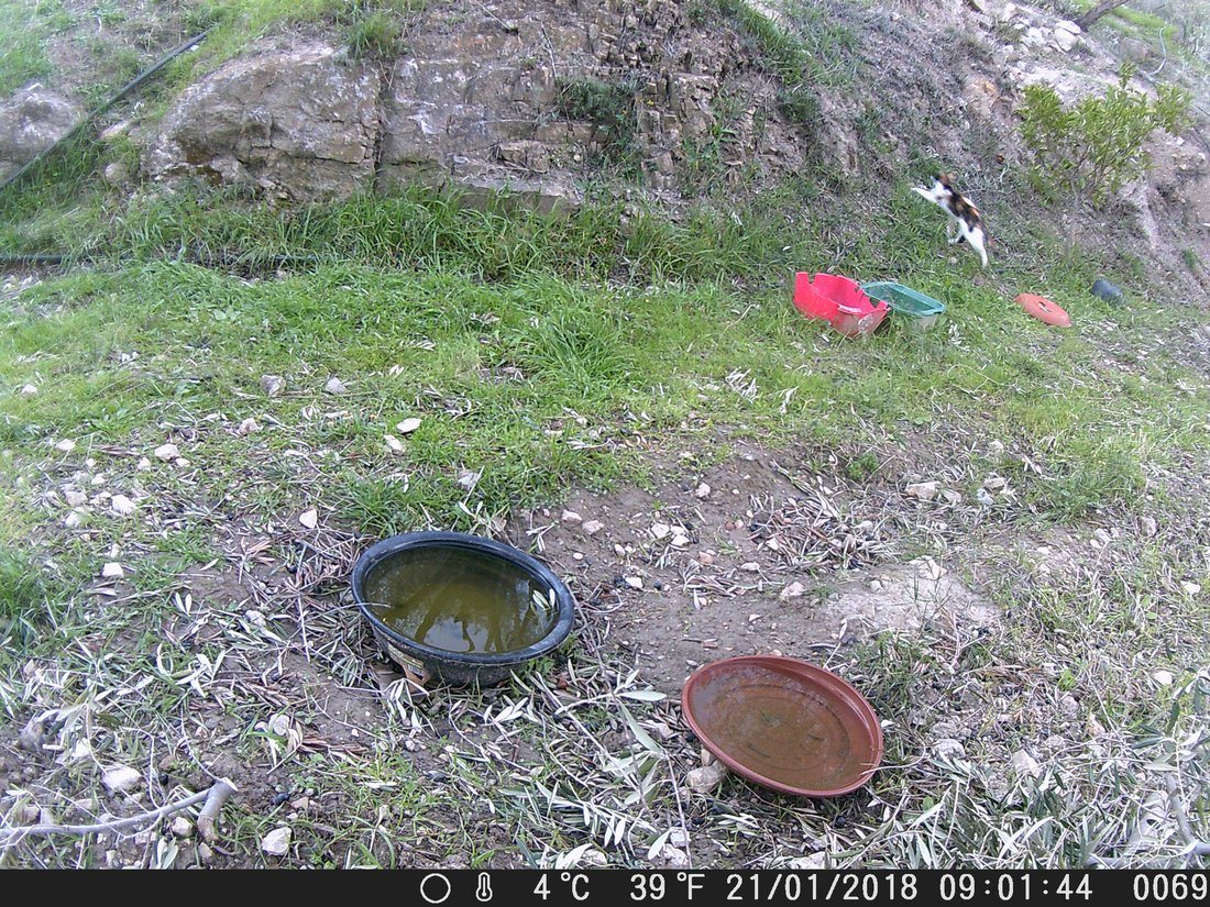 Please note the time in this picture captured by Campocam. The cat made a mistake, 6 minutes later we were out on our walk