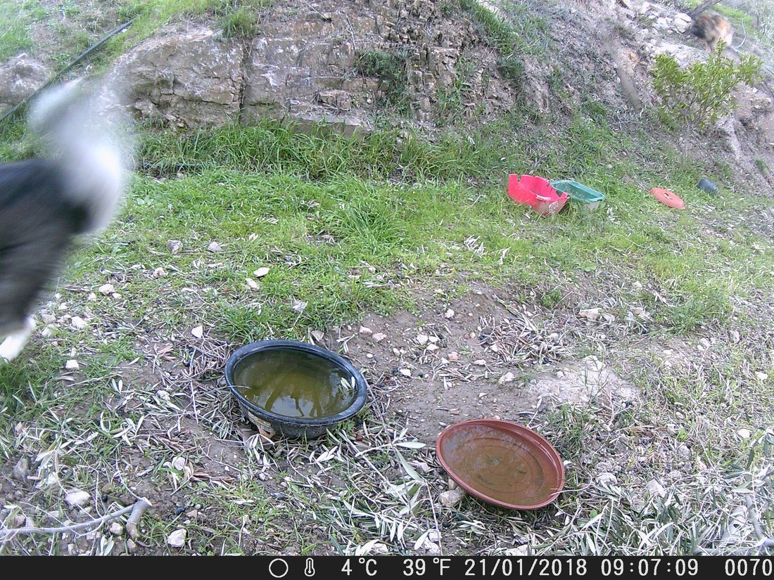 The camera just captured a disappearing Arko and Kyra on her way down. Hu'mum can only assume the cat ran back the way it had gone up
