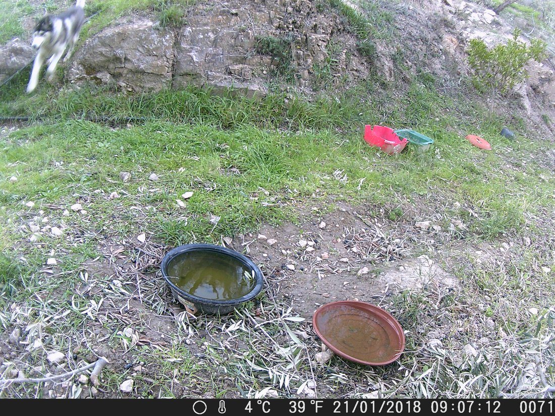 3 seconds later Khumbu made it onto camera. Don't worry about the cat, all is OK. She and 7 of her friends live around the campo here, wild and are more than used to dogs