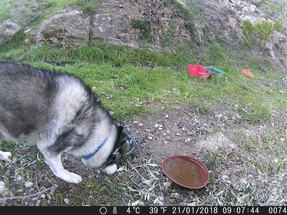 Khumbu gave up the chase and decided to check in and see who has been at campocam watering hole recently