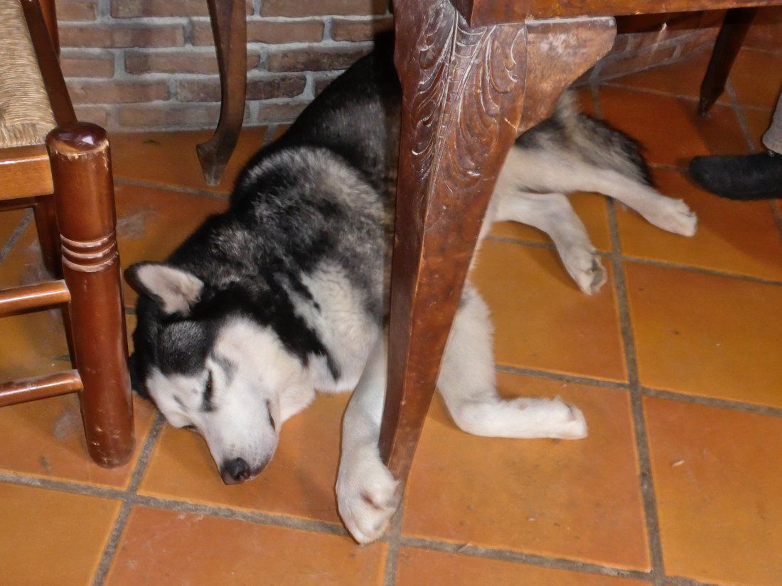 Arko often likes to hold the table leg when he sleeps