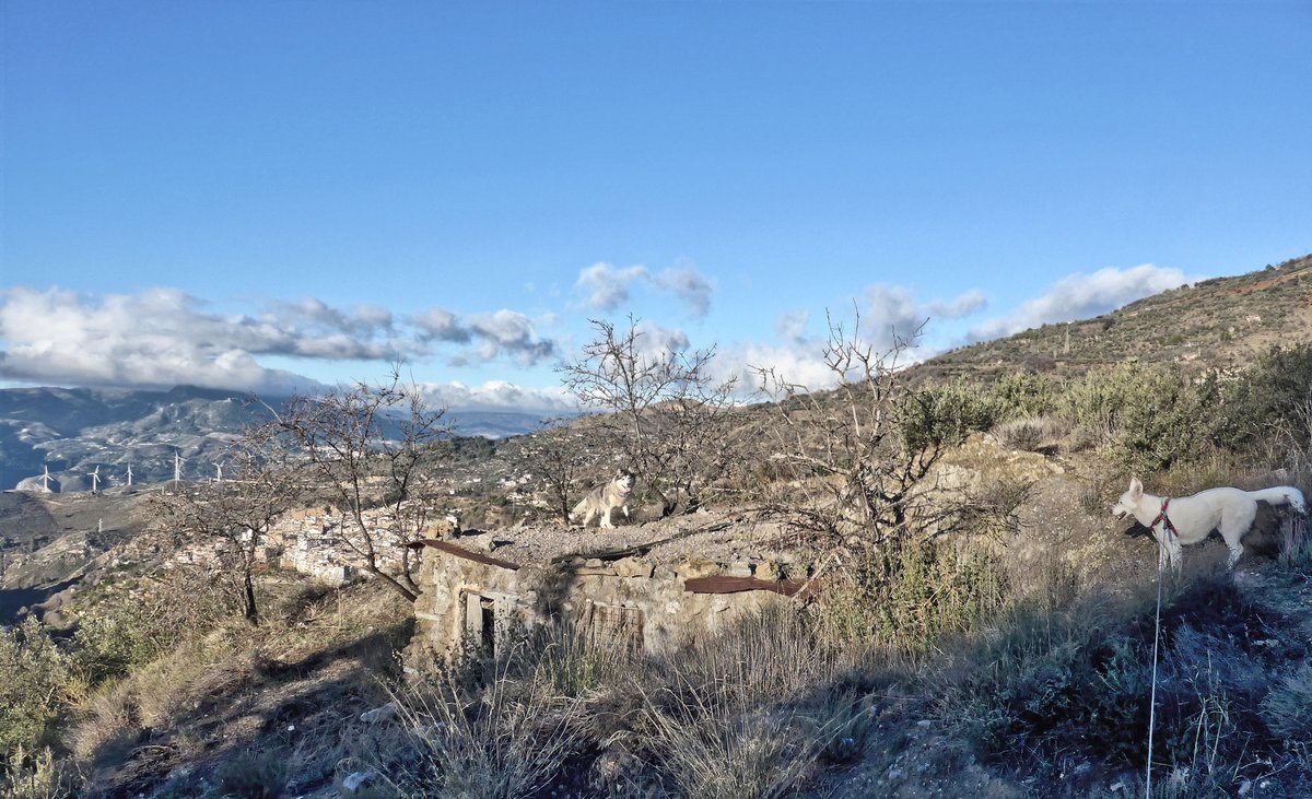 The day after the rain. Khumbu investigating the roof of the ruin that they are not allowed on