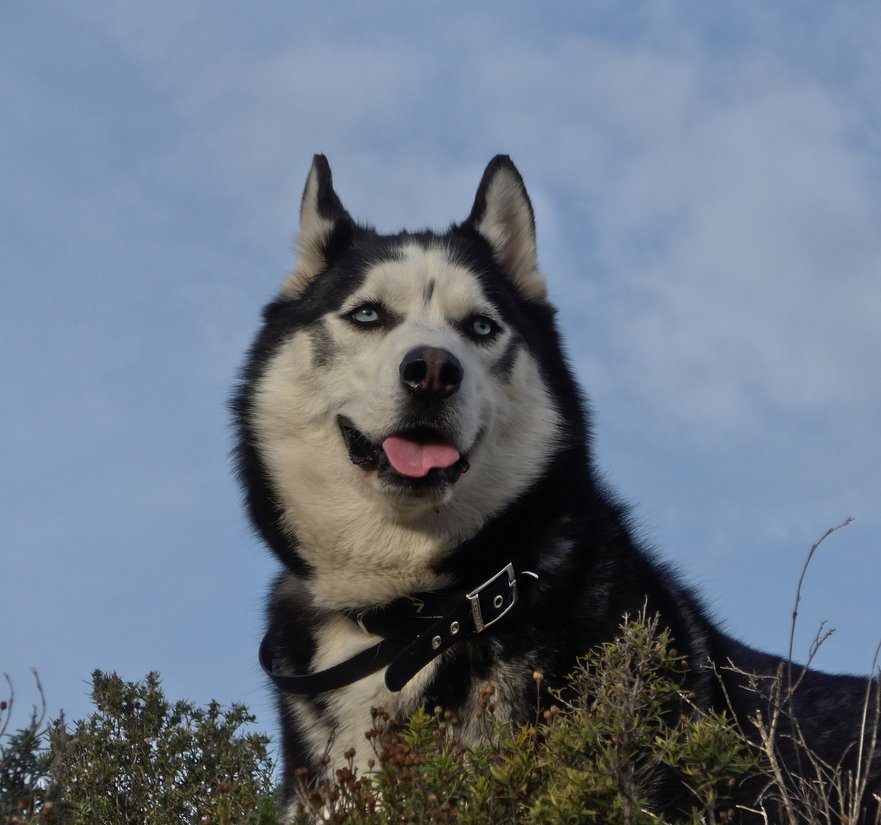 Arko