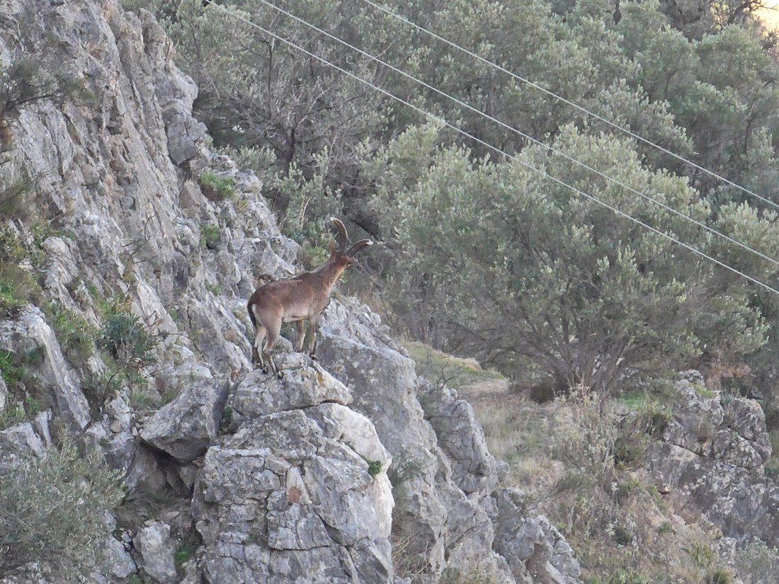 And things just got better, we found Ibex. Look at this handsome chap