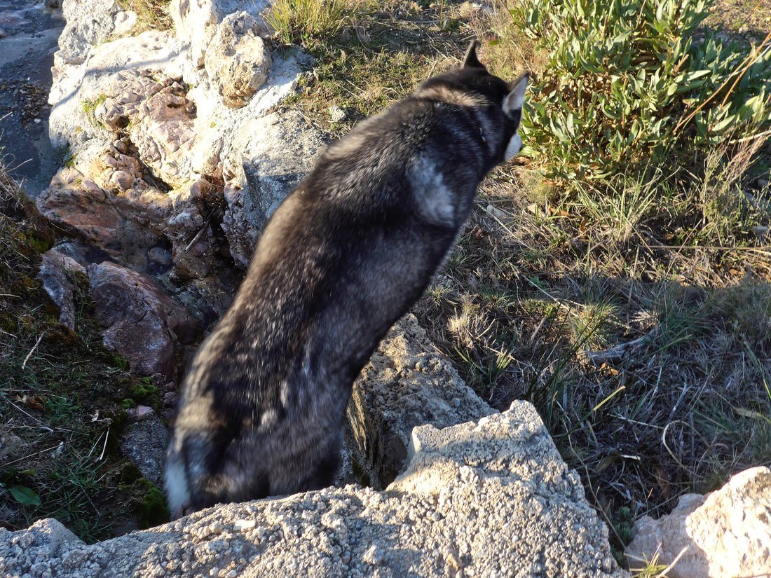 Arko coming out of an acequia tunnel again. We have no idea why he likes to walk through them, but he does