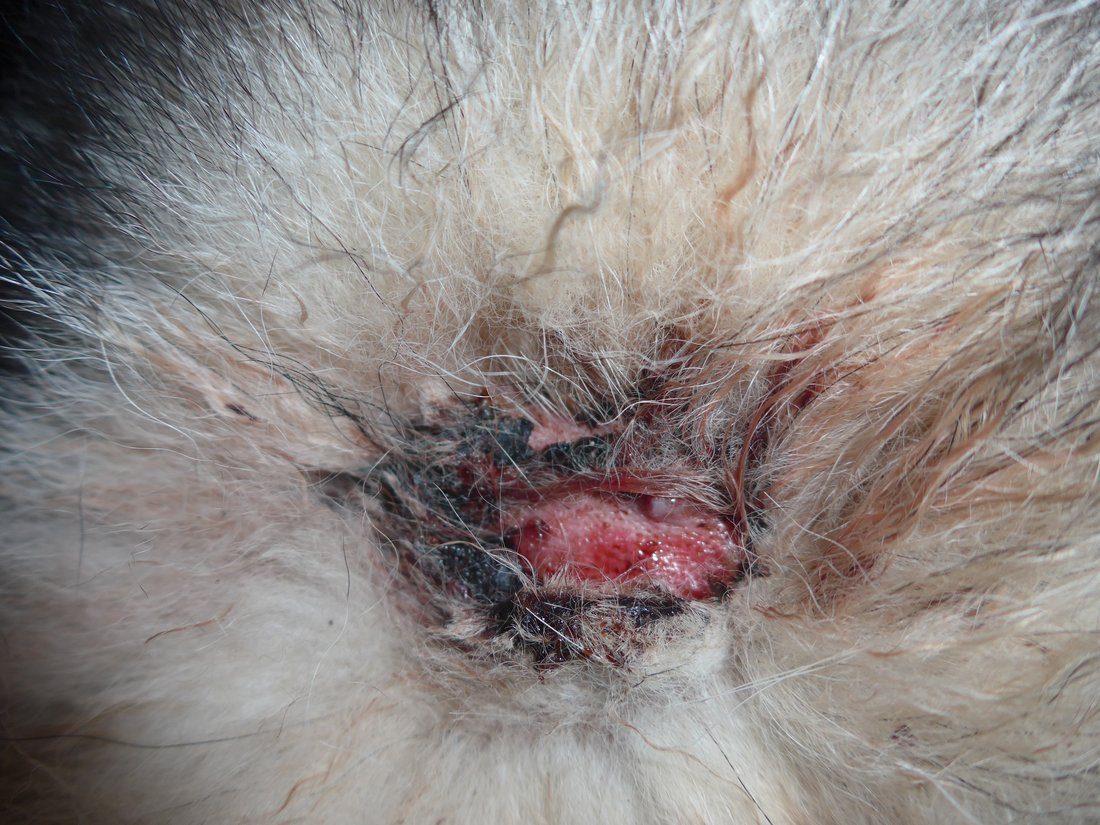 The wart on Khumbu's neck finally fell off