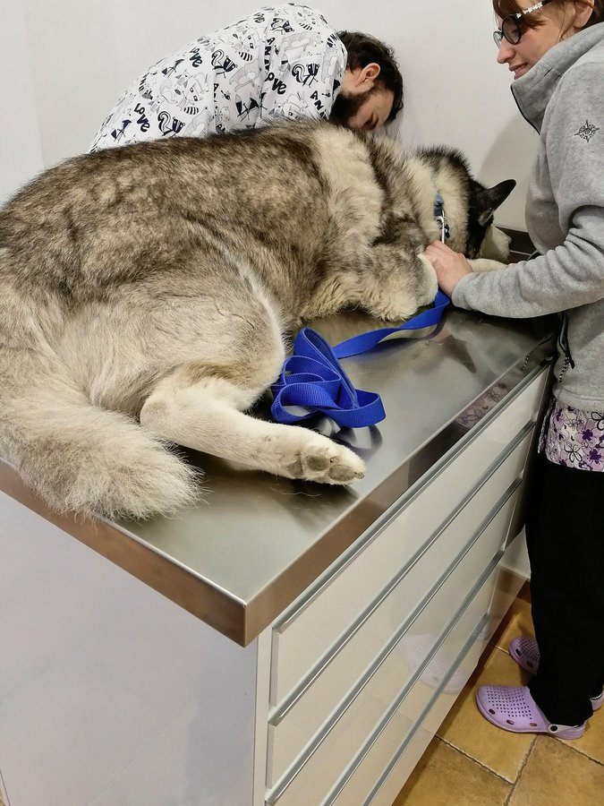 Khumbu up on the counter and the vet investigating his foot