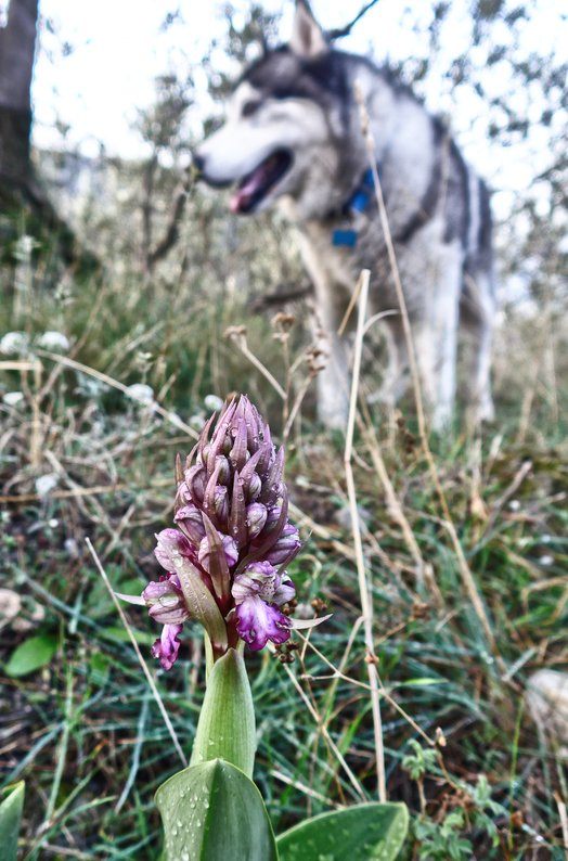 Khumbu photobombing a wild orchid photo