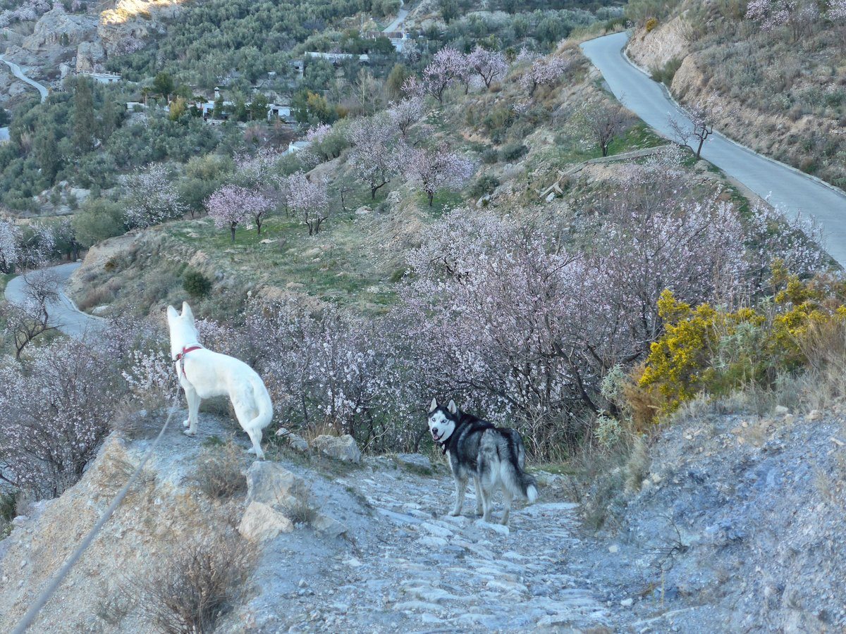 Rita and Arko and the almond blossom