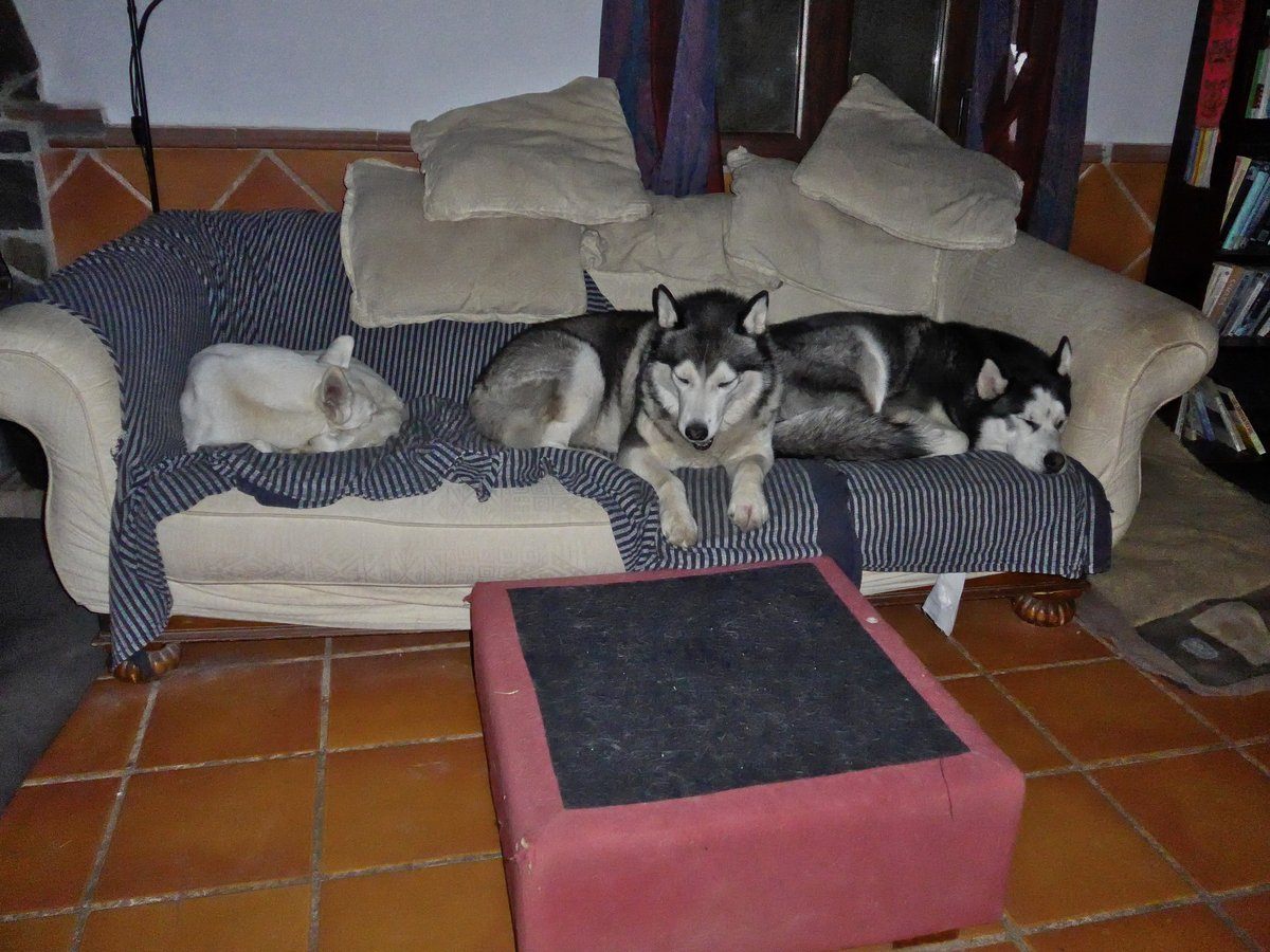 It's hard work occupying the sofa. Actually hu'mum got up in the middle of the night and found the 3 of us curled up on the sofa, of course Khumbu moved before she could get the shot