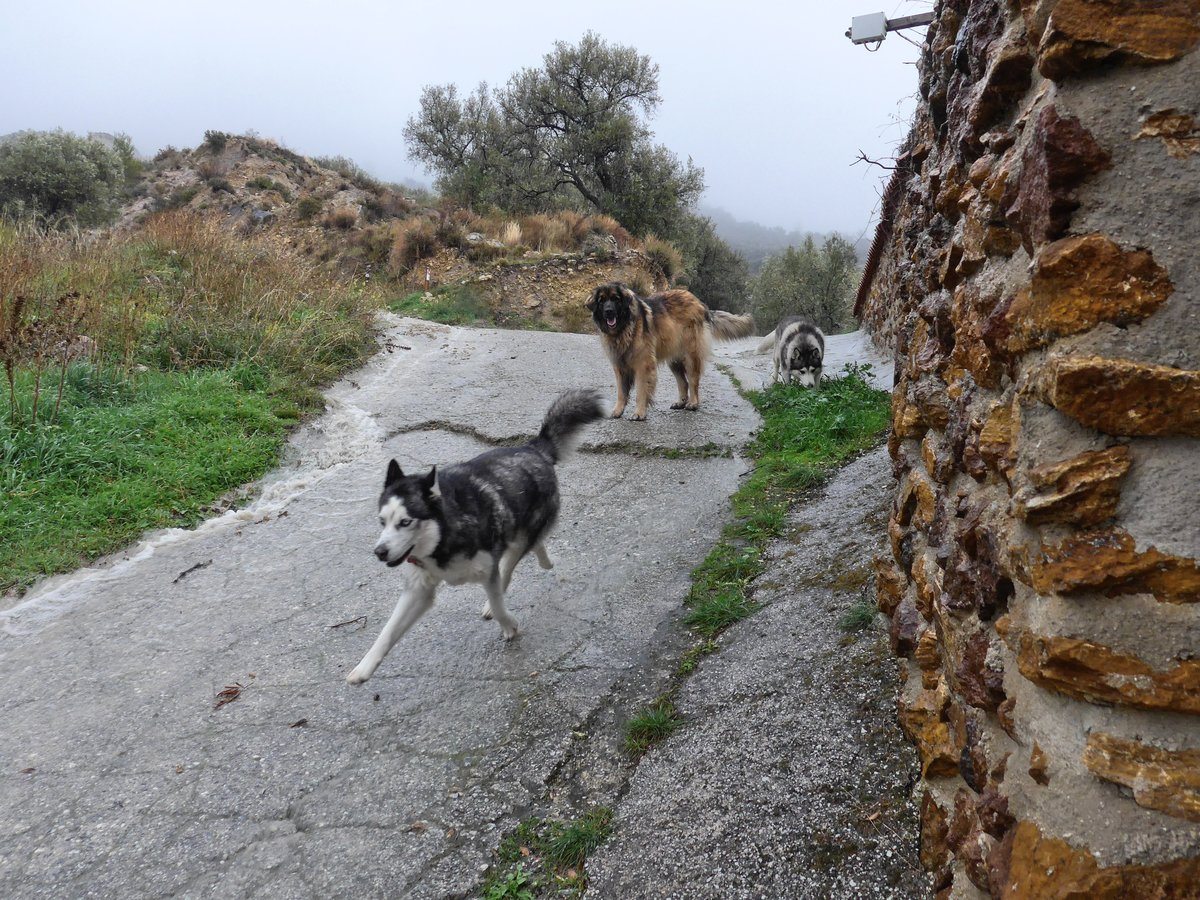 The next day the river had grown. Arko is doing strange things with his legs BOL