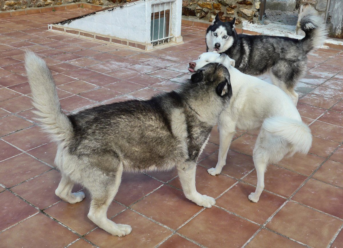 The two youngsters sticking their tongue out at Khumbu