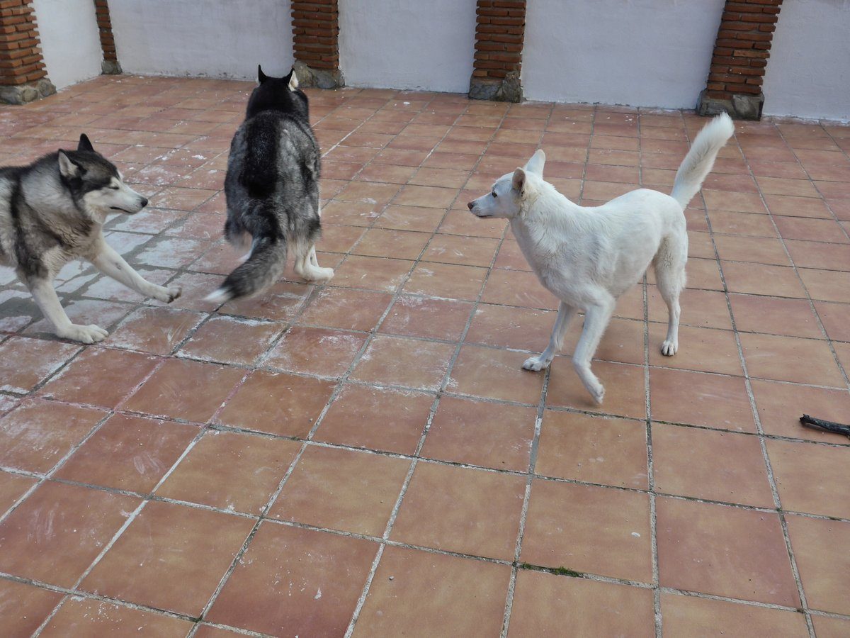 Zoomies and near collisions may have happened