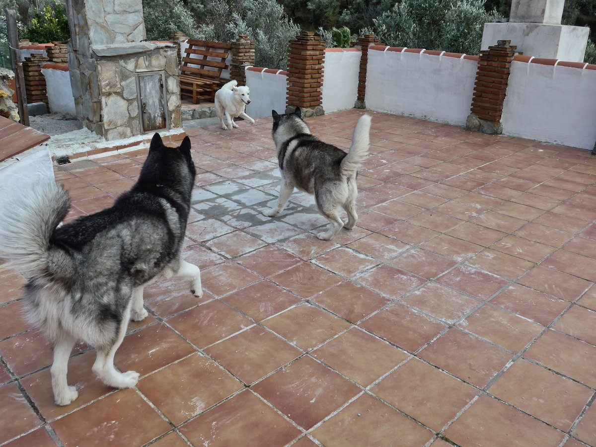 Rita lost the plot and zoomied which wound the boys up