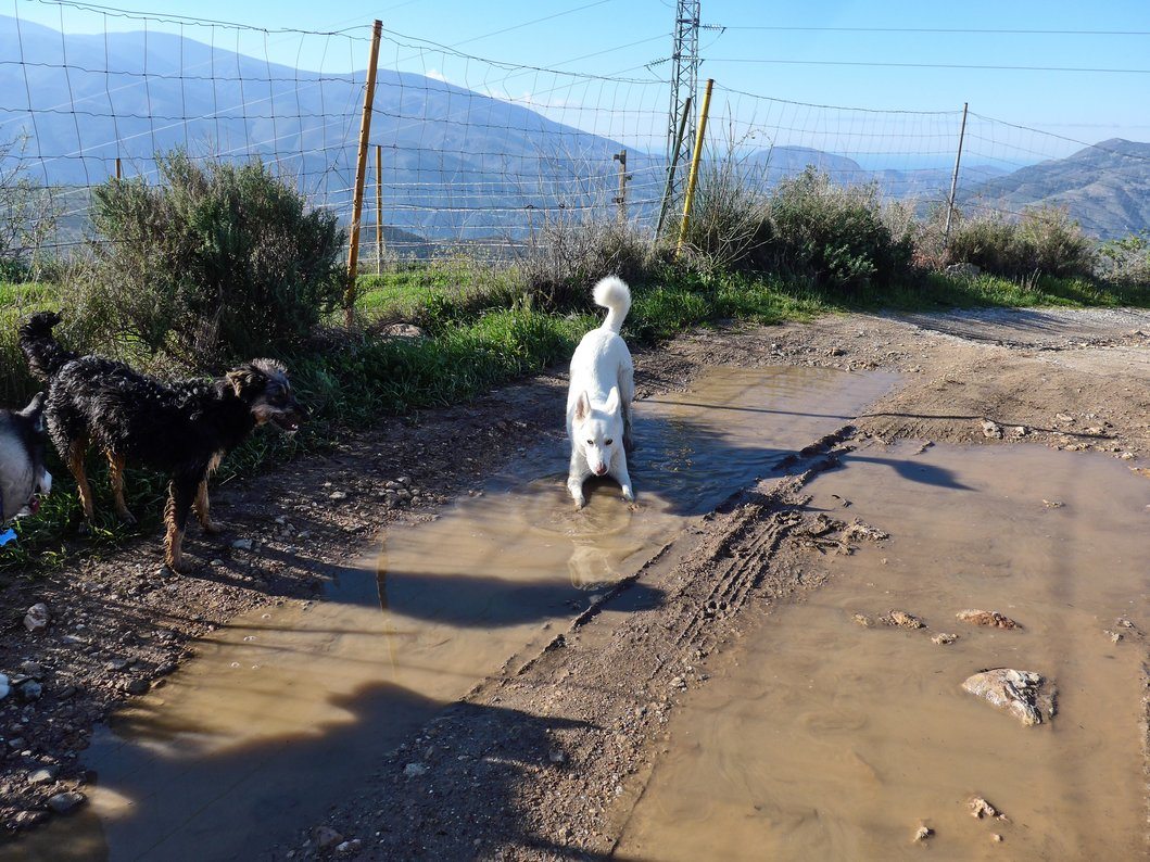 Rita showing off to Colin, she did actually lay down in the muddy puddle but hu'mum missed the shot!