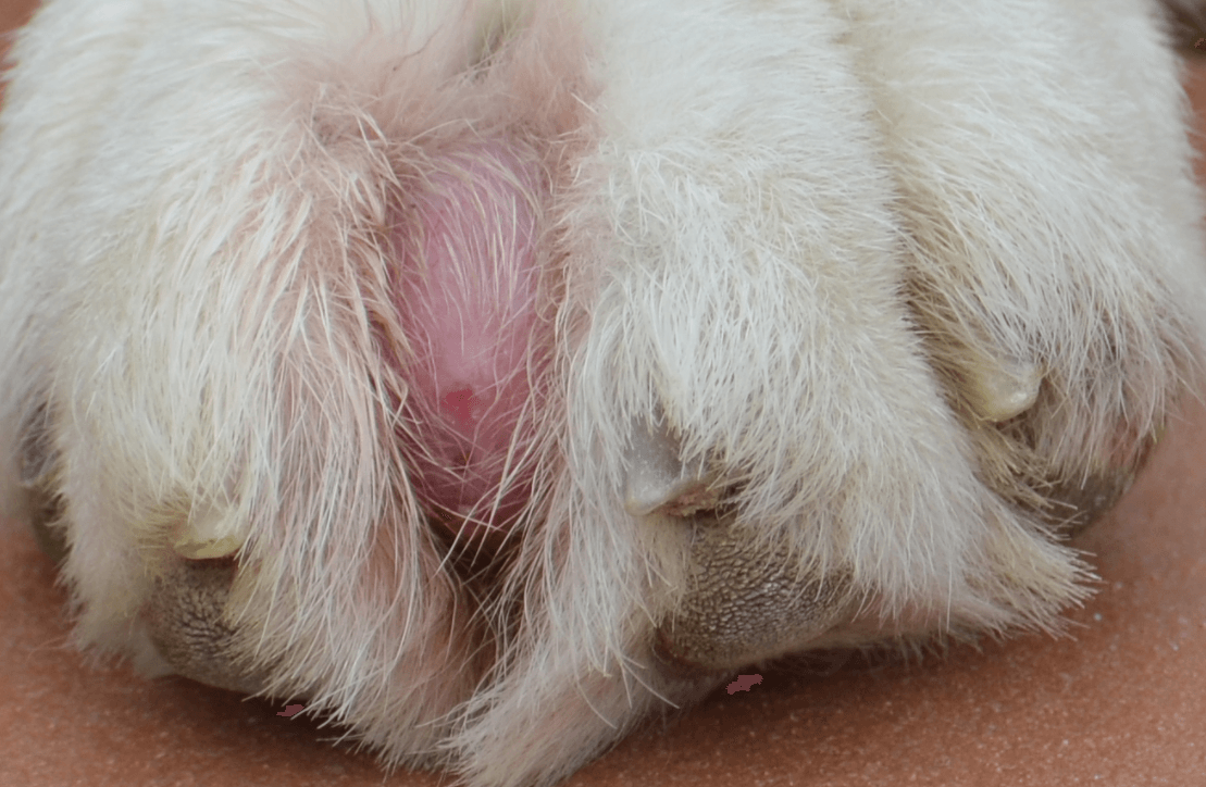 This is what the top of Khumbu's paw looks like at the moment.