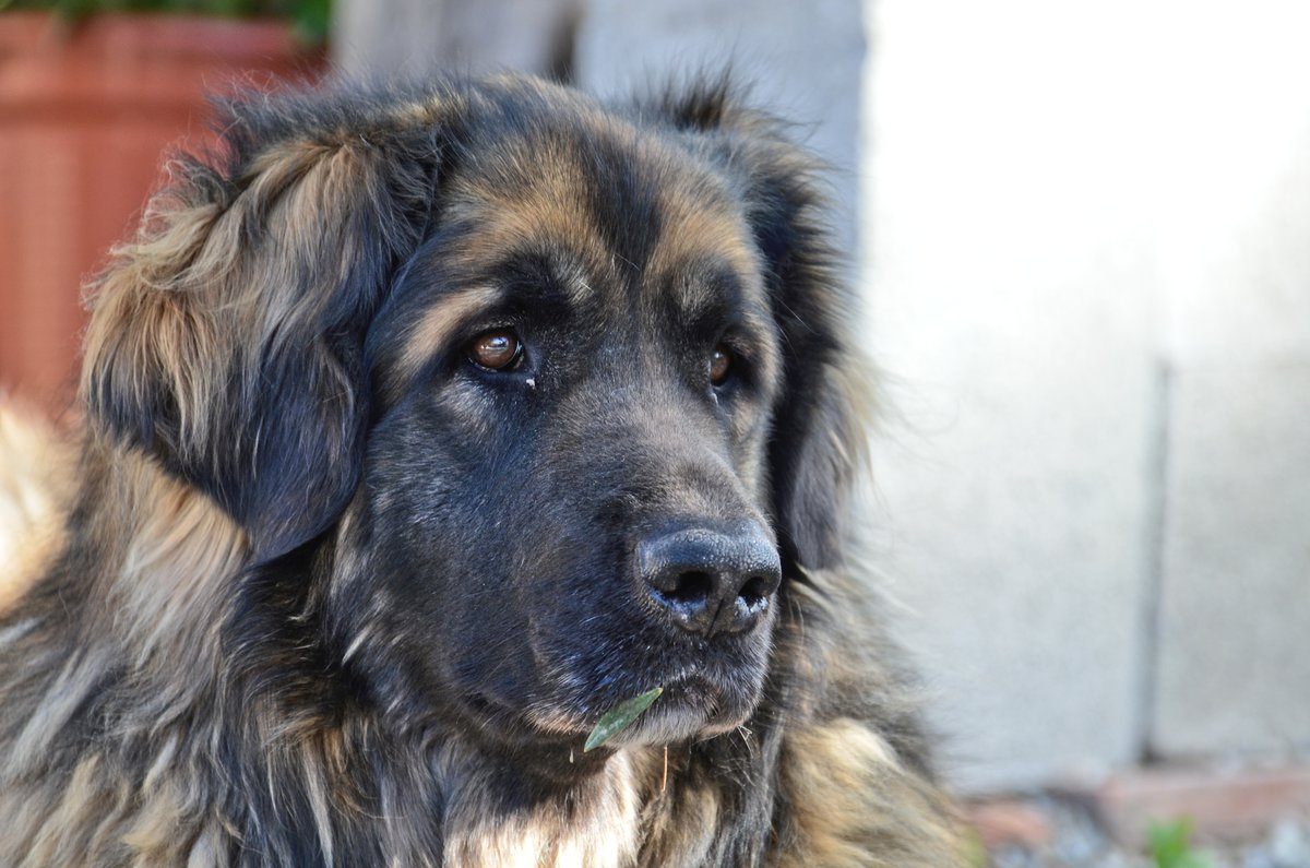 Kyra was looking all regal even though she had a leaf stuck to her lip