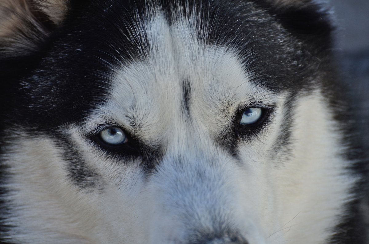 Mr blue eyes