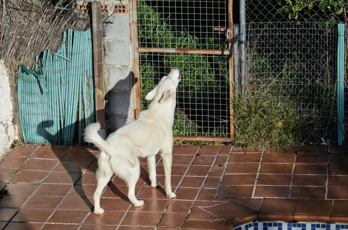 Rita howling