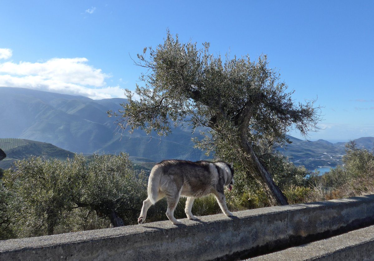 He decided he was off for a walk on the wall of the acequia