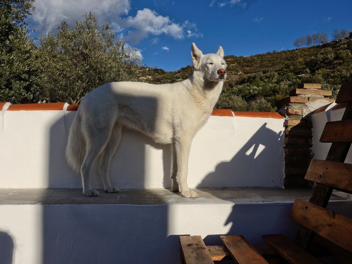 Rita has figured out the best place for her to view from the roof terrace, although in this picture she is having a zen moment