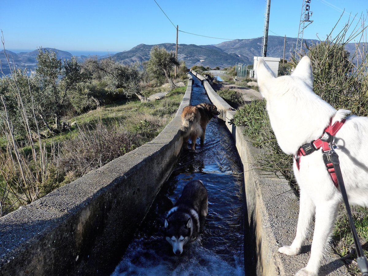 Here we are cooling off in the acequia. Can you see what Rita is staring at?