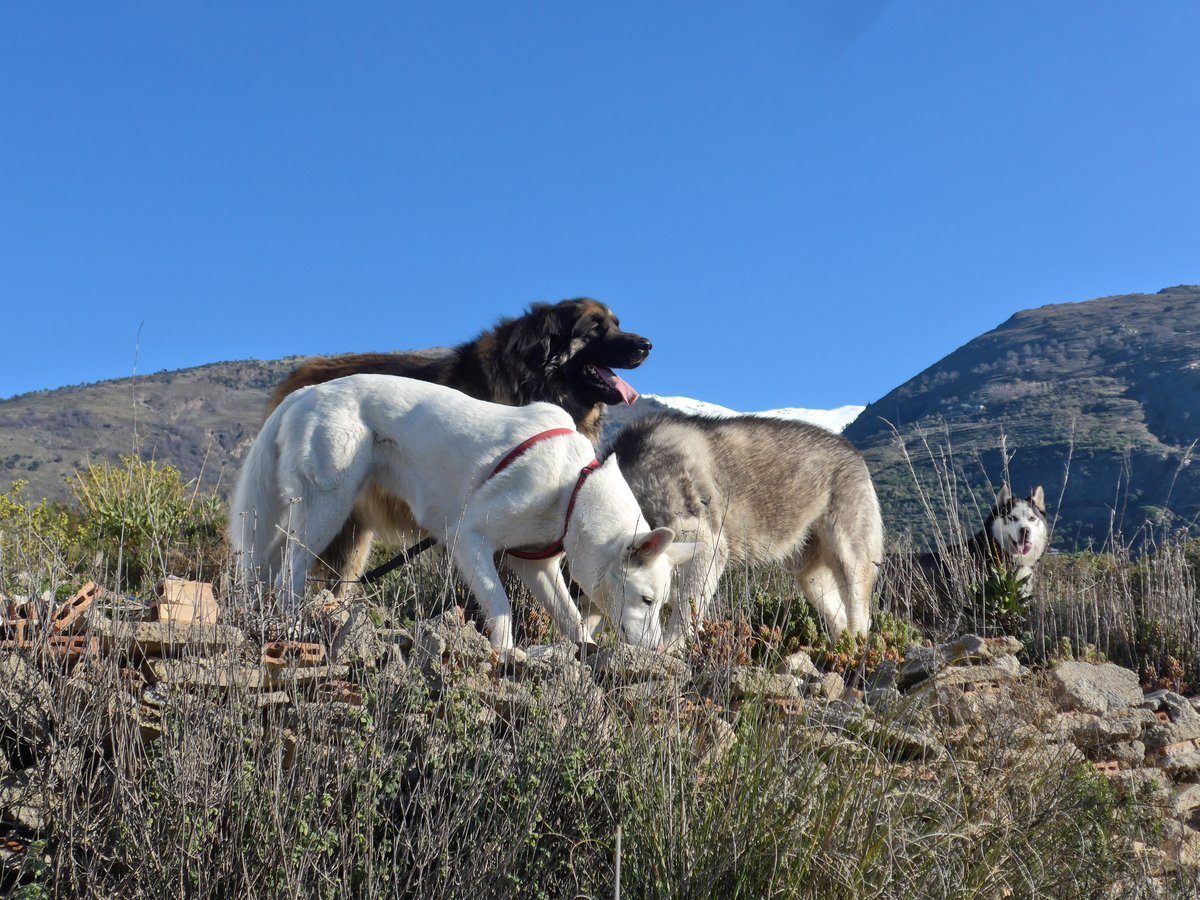 Arko was waiting patiently while we clowns, well that was what hu'mum called us, clowned around! 