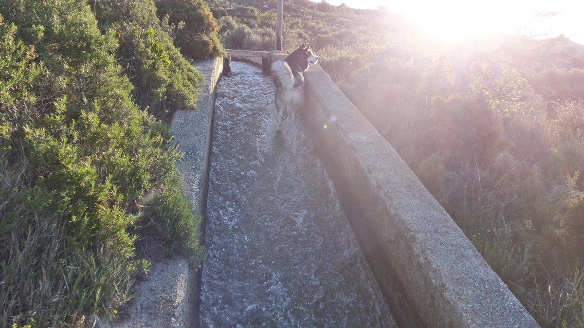 Arko walking up the acequia