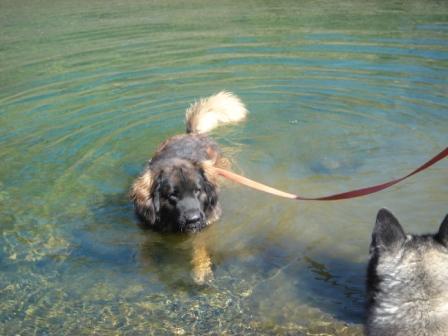 Bruno haveing a swim